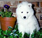 6 weeks old
