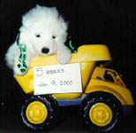 5 weeks old