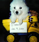 5 weeks old