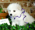 6 weeks old