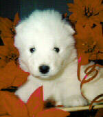 4 weeks old